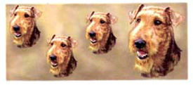 Dog Airedale Terrier